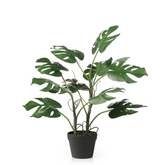 Monstera en pot
